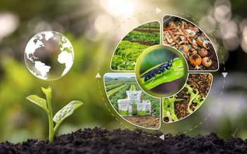 Phân bón này tạo thực phẩm sạch, giảm phát thải khí nhà kính, bảo vệ môi trường