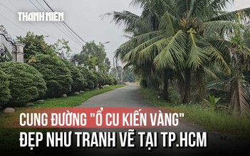 Cung đường thanh bình, mướt mát ở TP.HCM: Vì sao gọi tên 'Ổ Cu Kiến Vàng'?