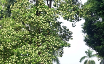 Hà Nội cắt tỉa chùm hoa sữa để giảm mùi hương