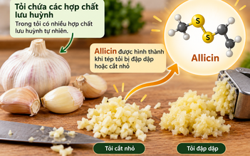 Ăn tỏi mỗi ngày có giúp hạ huyết áp, giảm mỡ máu?
