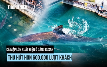Cá mập lớn vào cảng, người Hàn Quốc vui buồn xem giải cứu
