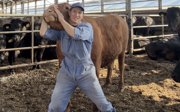 Chàng trai Việt cả ngày ‘bẻ cổ’, massage, chăm sóc bò Wagyu ở Nhật