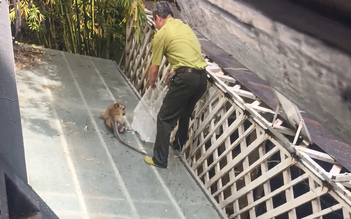 Bắn gây mê con khỉ quậy phá ở khu dân cư Cát Lái