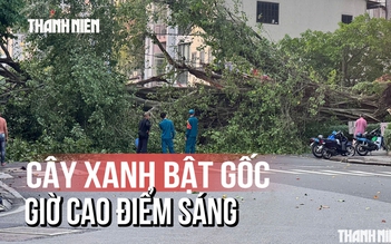 Hiện trường cây xanh bật gốc đường Đinh Tiên Hoàng ngay giờ cao điểm sáng