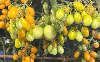 Thanh niên Cà Mau biến sân thượng thành khu vườn và giàn cà chua 'hái mỏi tay'