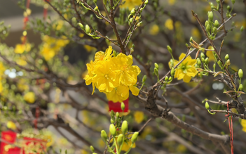 Khách quốc tế đến Việt Nam dịp tết tăng 60%