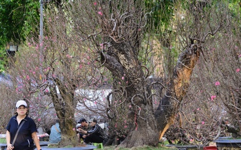 Hoa đào tết giá trăm triệu ở TP.HCM: Ghép từ gốc đào rừng to bằng một người ôm