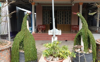 Lão nông miền Tây uốn cây thuốc nam 40 năm thành kiểng thú, được trả 20 triệu vẫn lắc đầu