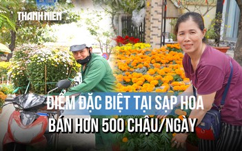 Sạp hoa tết bán hơn 500 chậu/ngày: Nguồn hàng từ đâu, bán thế nào mà được truyền tai 'quá rẻ'?