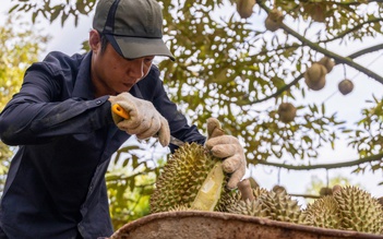Nông sản Việt tiến thẳng vào kỷ nguyên xanh