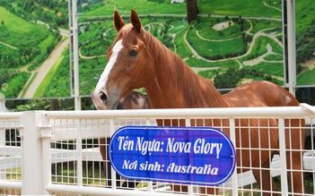 Hội hoa xuân TP.HCM trước giờ mở cửa: Linh vật, vườn ngựa, kiểng tiền tỉ đã sẵn sàng