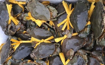 27 tết, cua Cà Mau sắp chạm mức 1,2 triệu đồng/kg