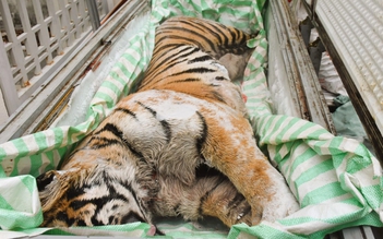 Khởi tố 2 người đàn ông mua bán hổ để nấu cao bán dịp tết Nguyên đán