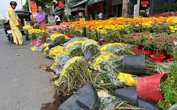 27 tết: Hoa cúc chất đống nằm la liệt ở TP.HCM, người bán nói câu nghẹn lòng