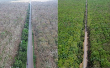 Chỉ trong một tháng, rừng cao su Đồng Nai thay đổi đến ngỡ ngàng khi xuân về