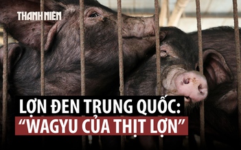 Bất ngờ loại 'Wagyu thịt lợn' lên ngôi tết này ở Trung Quốc
