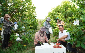 Vườn mận hồng Sân Tiên thu hoạch bán tết, giá ngất ngưởng vẫn đắt hàng
