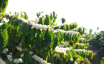 'Mùa hoa tuyết' ở Gia Lai