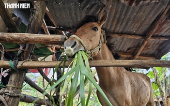 Ngựa thồ hóa 'chiến mã' trên cao nguyên: Mùng 9 tháng giêng đua ngựa Gò Thì Thùng