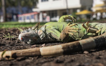 Trời lạnh bất thường, kỳ nhông bị choáng rơi 'như mưa' tại Florida