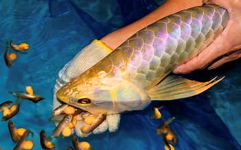 Nhiều người nghi ngộ độc sau khi ăn trứng cá cà rồng