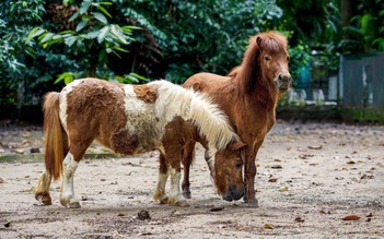 Hơn 110.000 người đổ về Thảo Cầm Viên Sài Gòn dịp tết: Có gì hấp dẫn?
