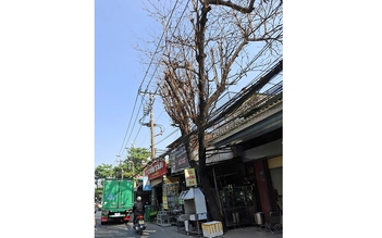 Cây chết khô