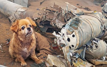 Rơi trực thăng 15 người chết, một chú chó sống sót kỳ diệu