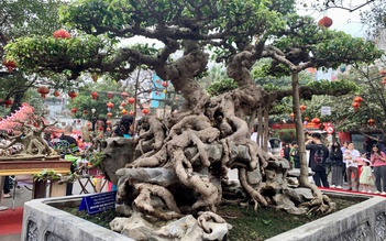 Siêu phẩm 'cây xanh triệu USD' ở triển lãm cây cảnh nghệ thuật làng Triều Khúc