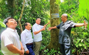 'Rừng thiêng' giữa đại ngàn