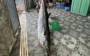 Câu được cá thu 63 kg, cần thủ Đà Nẵng giằng co hơn 1 giờ để đưa lên bờ