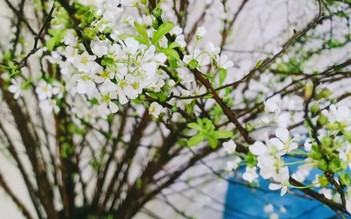 Tuyết mai nhìn như cành củi khô, vì sao chăm đúng cách lại nở trắng xóa dịp tết?