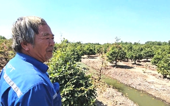 Làng mai vàng Bình Lợi lo lắng vì biển hạn chế tải trọng: Tìm giải pháp linh động