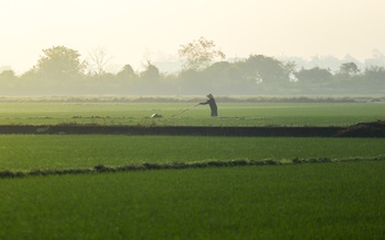 Nhìn từ trên cao: Cánh đồng Huế hồi sinh xanh mướt sau 4 trận lũ lịch sử