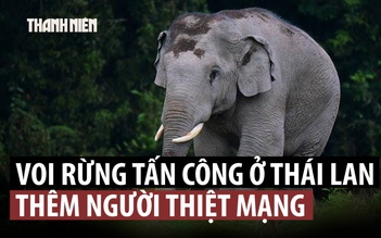 Voi rừng tấn công làm du khách thiệt mạng ở Thái Lan