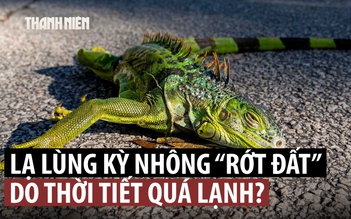 Kỳ nhông 'rơi rụng' vì lạnh, chính quyền Florida khuyến khích dân bắt nộp