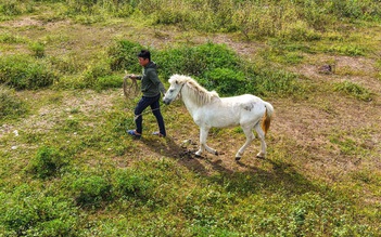 Dưới núi Thiên Mã, gia đình gần 20 năm nuôi đàn bạch mã nơi miền biển Quảng Ngãi