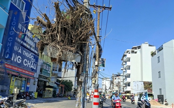 Lùm cây khô treo trên trụ điện
