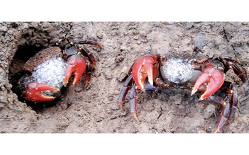 Chuyện ít biết về chù ụ - đặc sản kín tiếng của rừng ngập mặn Cà Mau