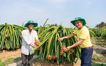 Phân bón Cà Mau tiên phong triển khai chuỗi mô hình canh tác năng suất cao