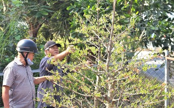 Độc đáo đường hoa mai vàng Bình Lợi rực rỡ chào xuân Bính Ngọ 2026