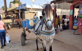 Nàng dâu Việt ở Senegal thuê xe ngựa tìm nguyên liệu làm nem rán, giò chả