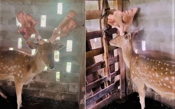 Ngỡ ngàng con hươu cho cặp nhung 'khủng' nặng 5 kg