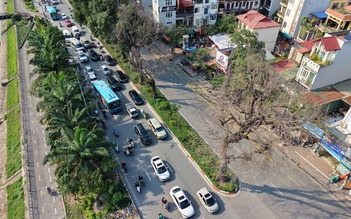 Nhiều cây xà cừ cổ thụ trên đường Láng trụi lá bất thường