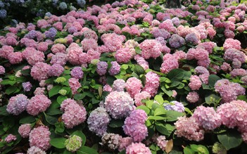 Vườn cẩm tú cầu 'view triệu đô' bất ngờ gây sốt giữa trung tâm TP.HCM