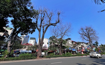 Vụ xà cừ cổ thụ trụi lá bất thường: 3 cây đã chết, sẽ sớm chặt hạ