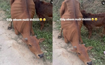 Clip con bò quỳ xuống khi bị dắt đi: Cái kết khiến nhiều người bất ngờ