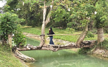 Cây gòn bắc ngang kênh ở TP.HCM đông người check-in, hóa ra là 'cây cầu' 27 năm tuổi