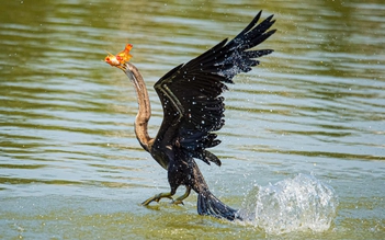 Chim cổ rắn quý hiếm săn cá ở Phú Mỹ Hưng: Con mồi thoát ngoạn mục