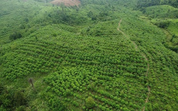 Báu vật Chư Mom Ray: Phục hồi 'kho báu' rừng nguyên sinh